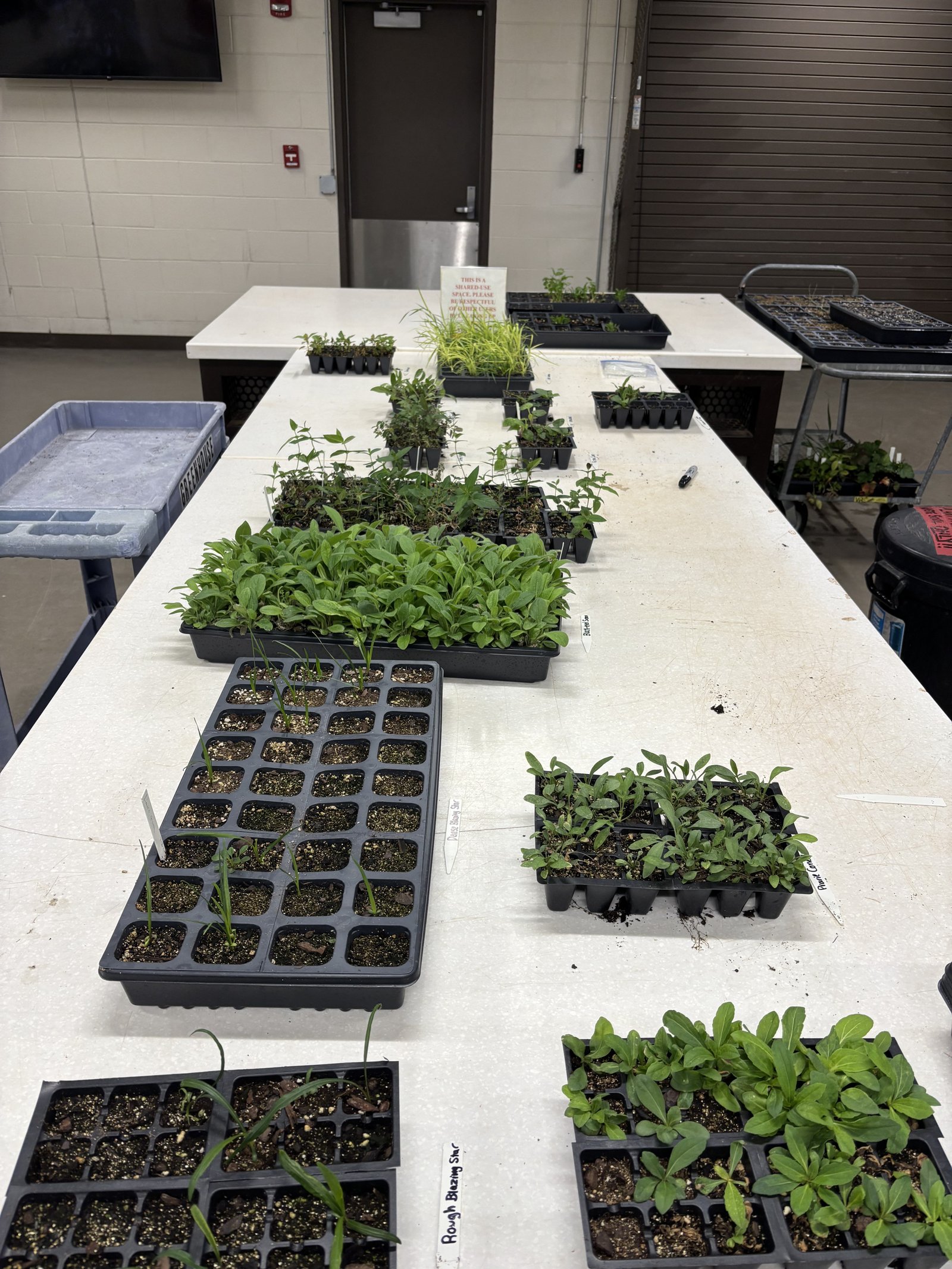 Trays of native seedlings started under grow lights in the greenhouse for the Hunnicutt Food Forest